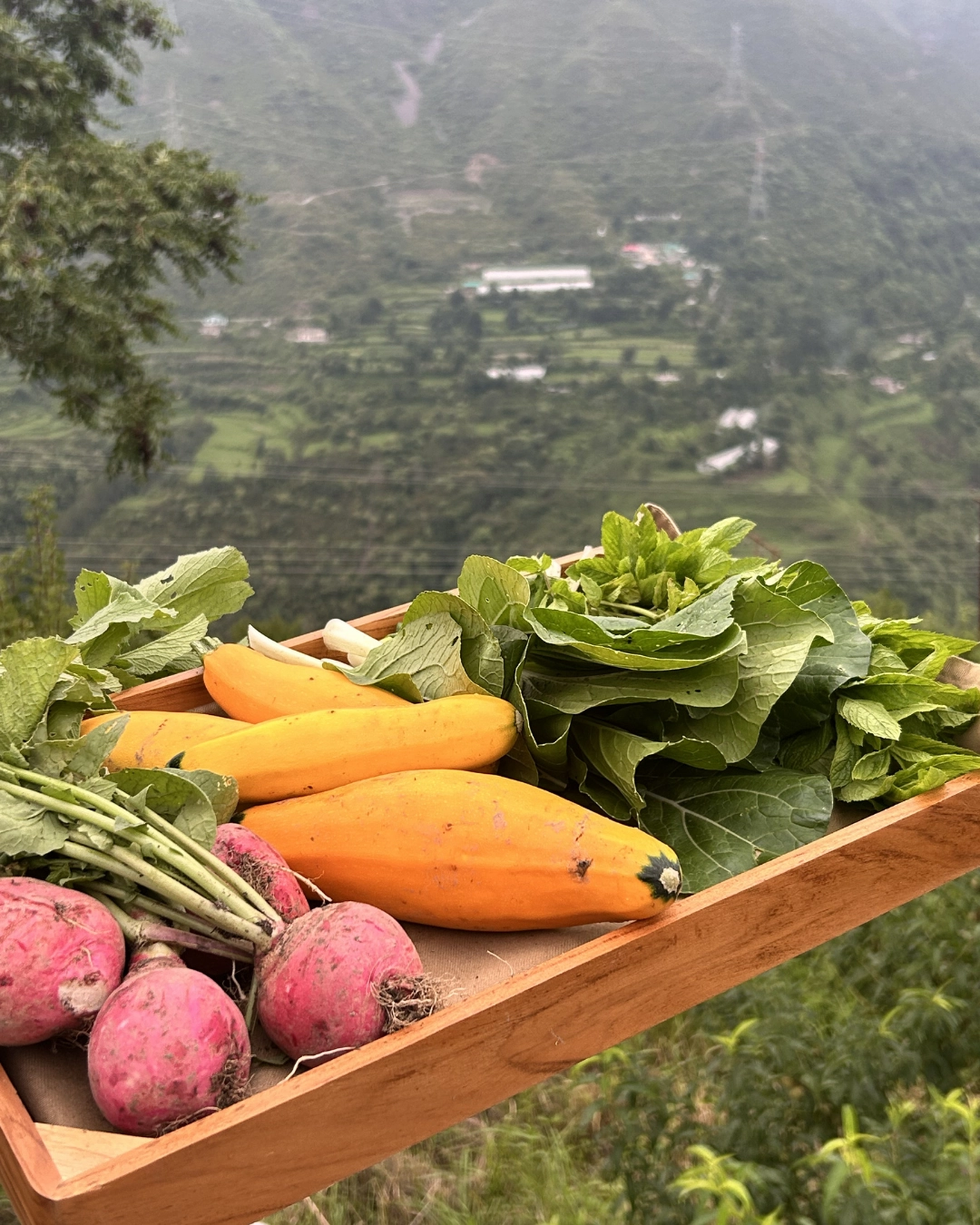 Vegetables Tray