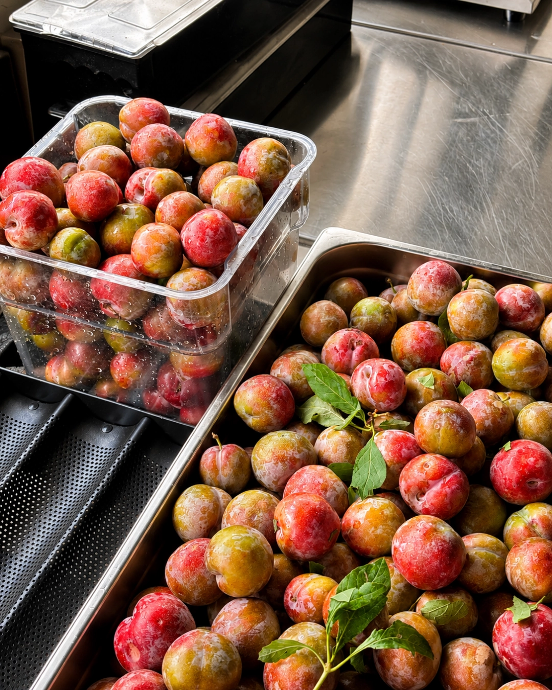 Plums from the orchards